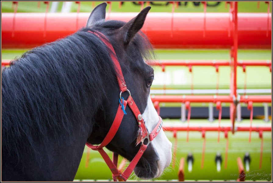 Asbach Fohlenshow 2014 119